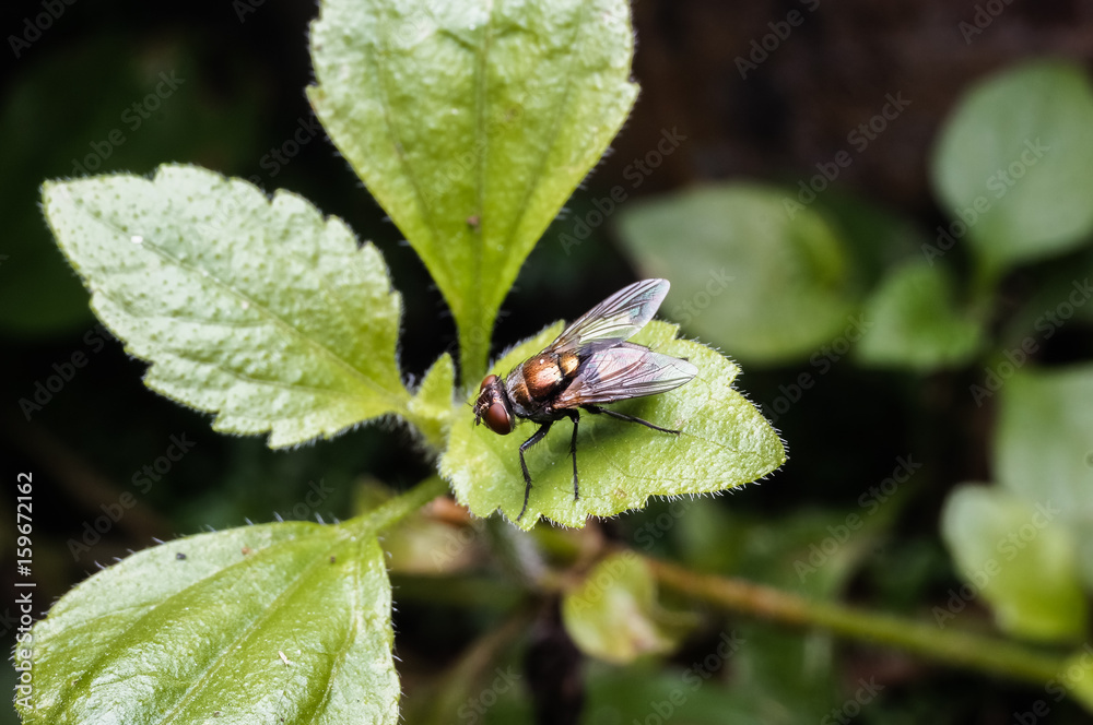 close up view of fly close up view of fly