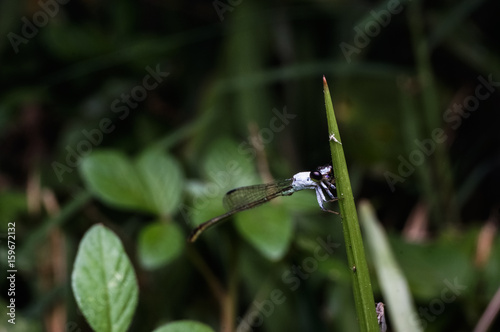 close up shot of dragonfly © ZAIRIAZMAL