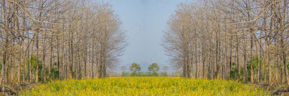 A row of trees with dry yellow flowers.