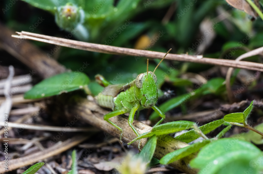 close up shot of grasshopper close up shot of grasshopper