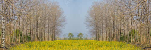 A row of trees with dry yellow flowers.
