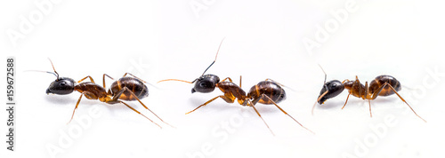 close up three ant on white background