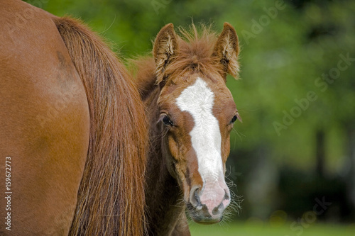 Curious chestnut Foal standing close to mother  looking towards camera.