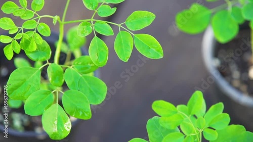 Drumstick plant / Moringa seedlings