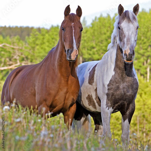 Chestnut and Pinto standing close together at pasture, watching, alert.