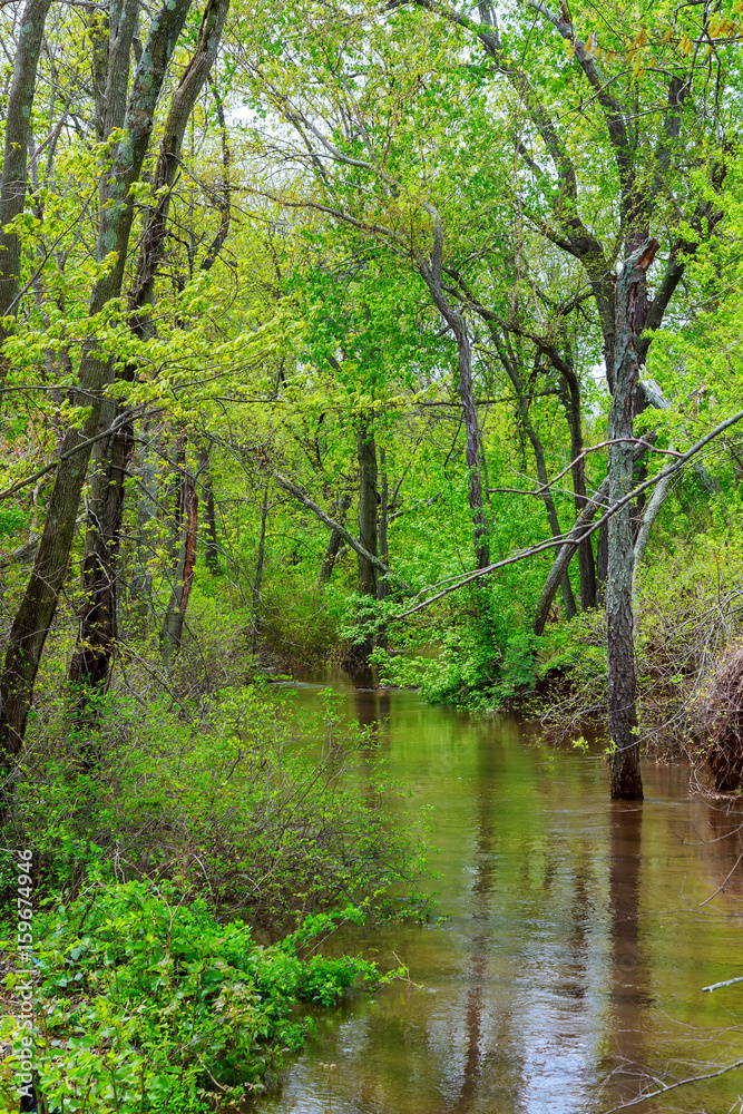 Old tree trunks in a flooded valley after heavy rain showing very Old tree trunks in a flooded valley after heavy rain showing very