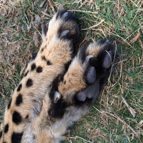 cheetah foot