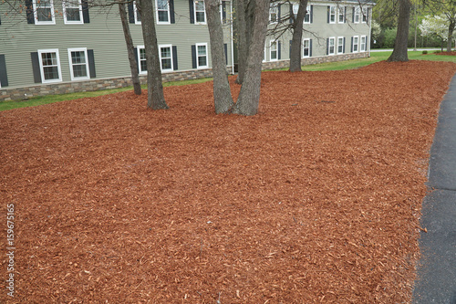lawn with new mulch landscaped outside apartment building photo