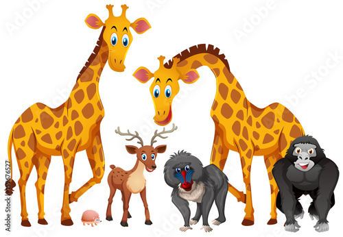 Giraffes and monkeys on white background