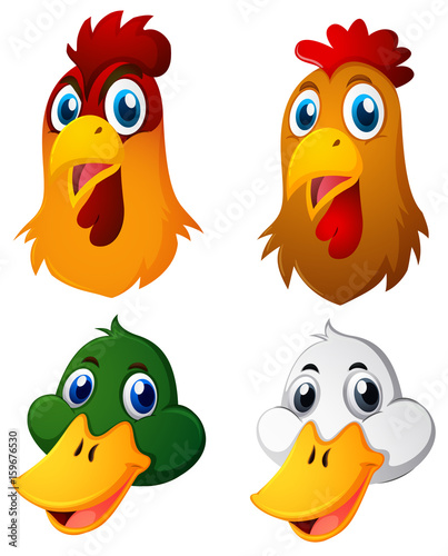 Heads of chickens and ducks