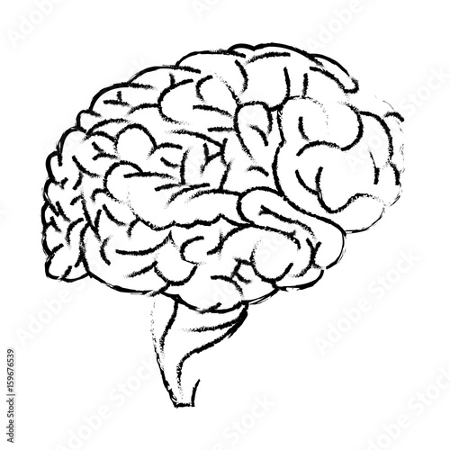 human brain organ medical healthcare science vector illustration