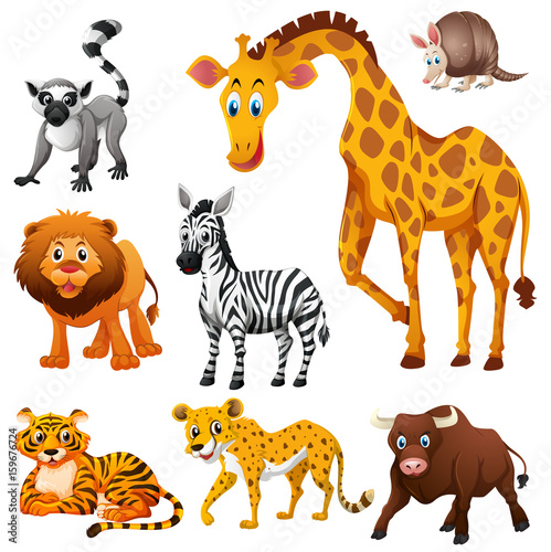 Different kinds of wild animals