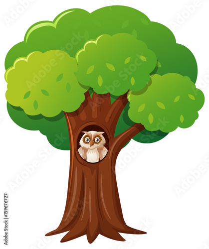 Owl in the hollow tree