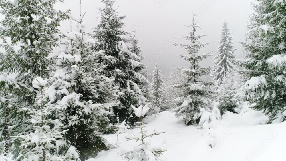 Winter Carpathian, fly over fir tree in the snowstorm.
