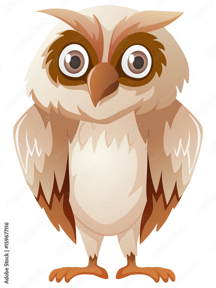 Owl with brown feather Owl with brown feather