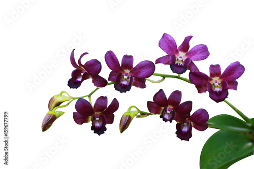 Beautiful violet orchid isolated on white background with clipping path