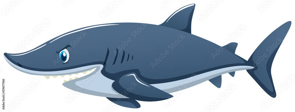 Blue shark on white background Blue shark on white background