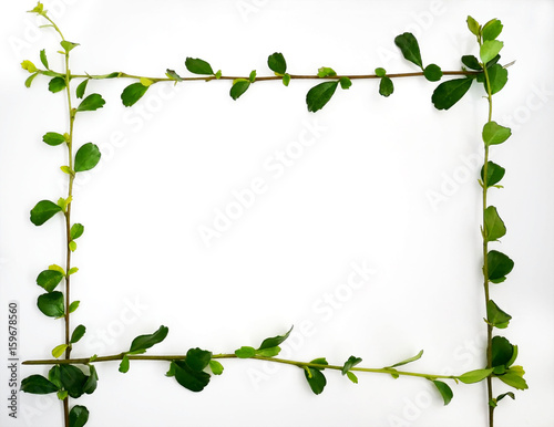 Border frame of green leaves with copy space on white background