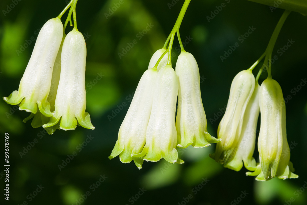 Obraz premium Flowers on blooming polygonatum odoratum, angular Solomon's seal, close-up, selective focus, shallow DOF