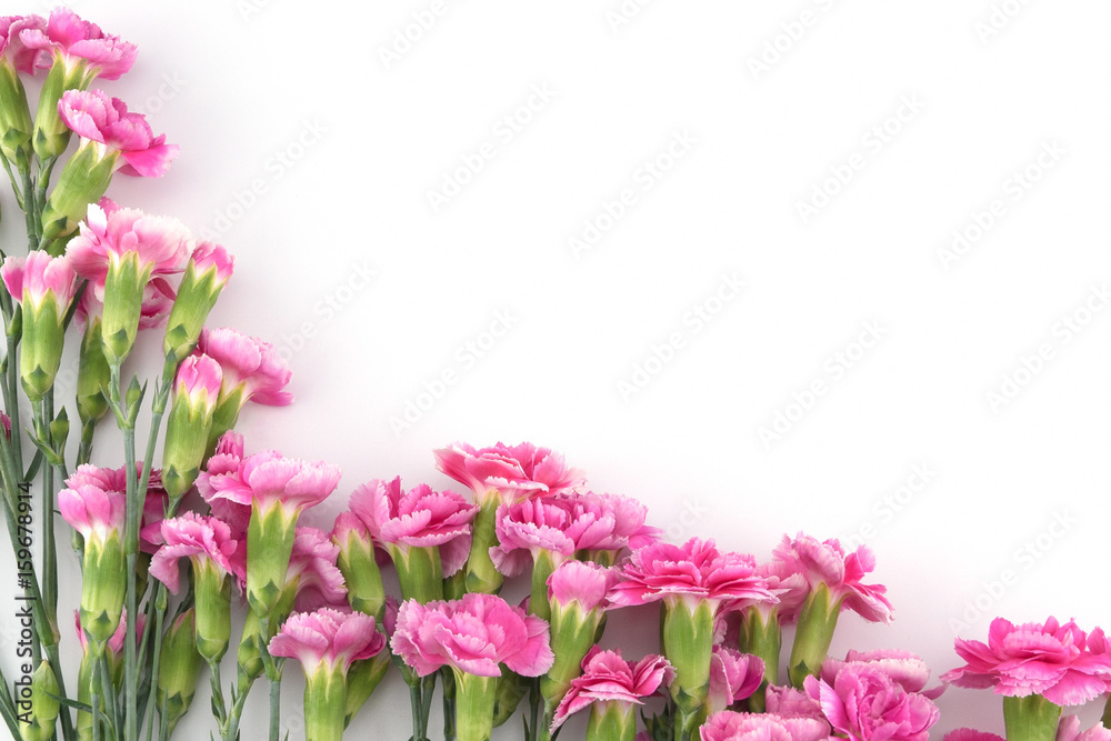 Pink carnation flowers on white background with copy space Pink carnation flowers on white background with copy space