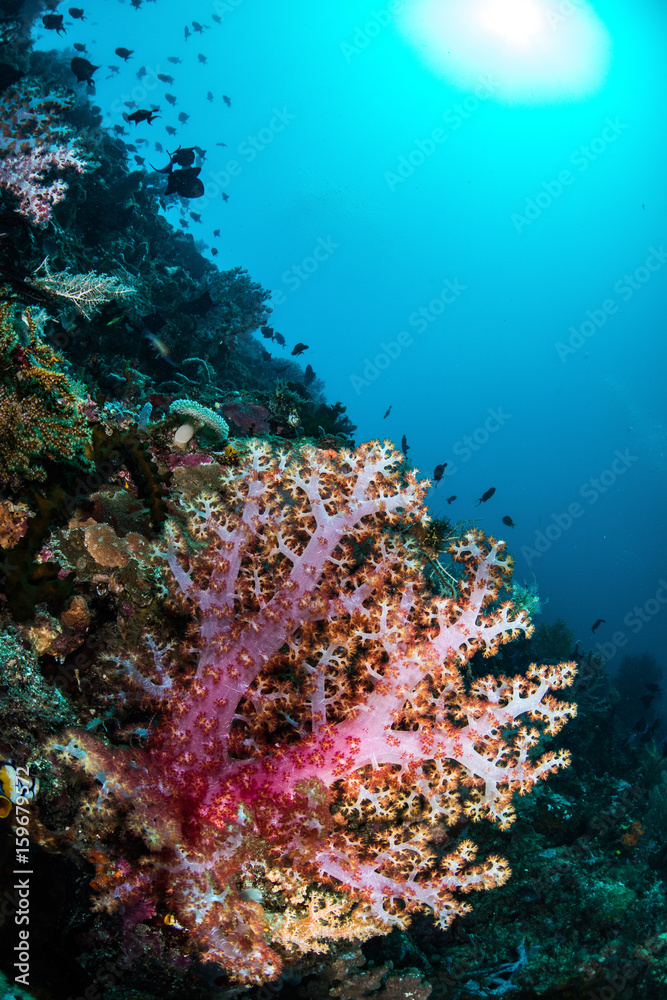 Soft Coral Reef