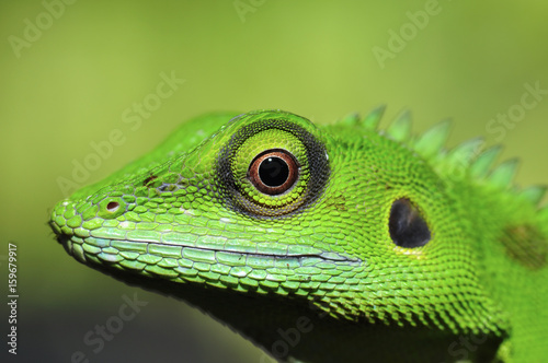 green lizard © wiboon