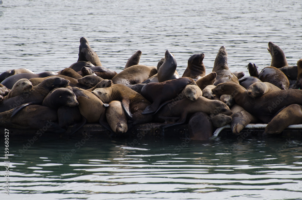 Fototapeta premium Sea lions on dock