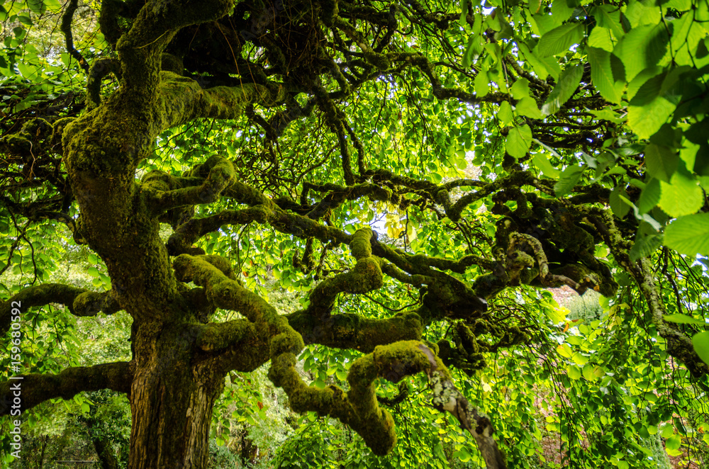 Fototapeta premium moss covered tree