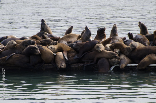Sea lions on dock