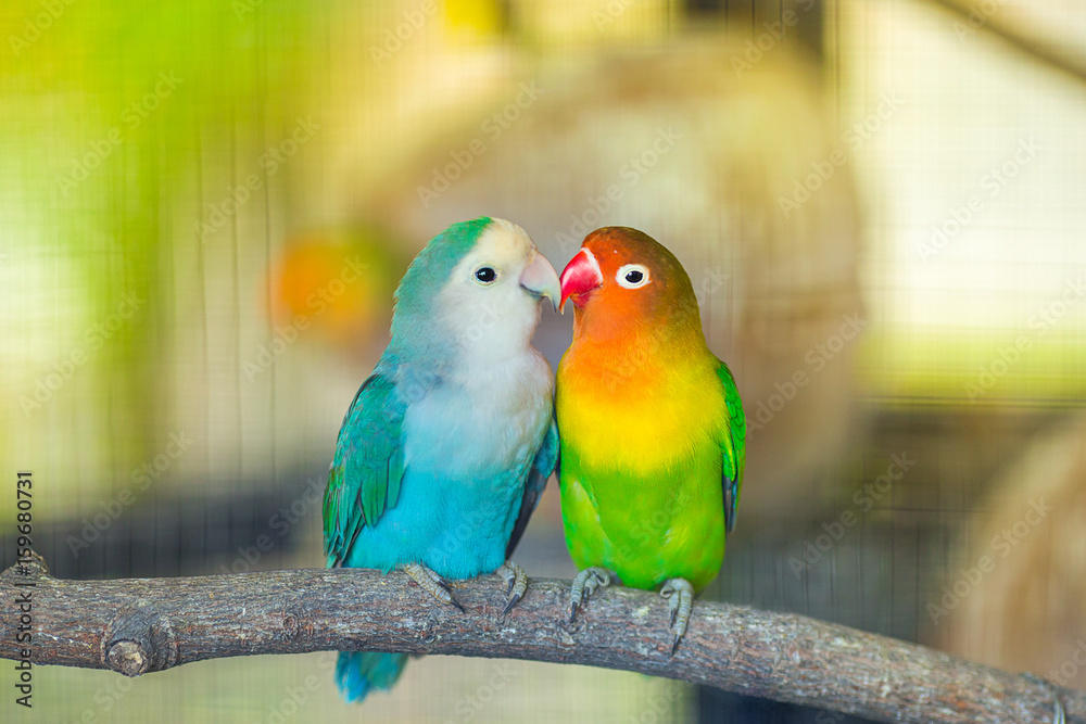 Obraz premium Lovebird Kiss