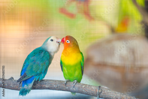 Blue and green Lovebird parrots sitting together on a tree branch.