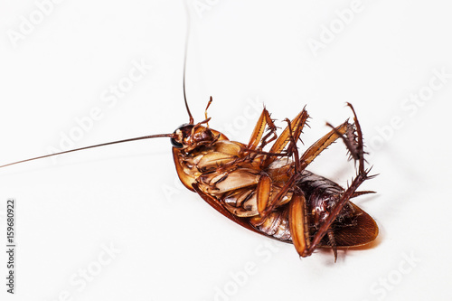 Cockroach brown background and white