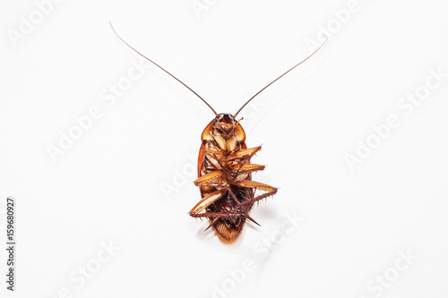 Cockroach brown background and white
