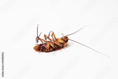 Cockroach brown background and white


