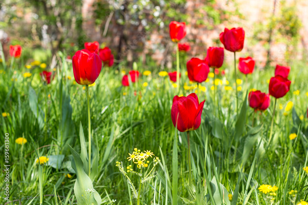 Red beautiful tulips field in spring time Red beautiful tulips field in spring time