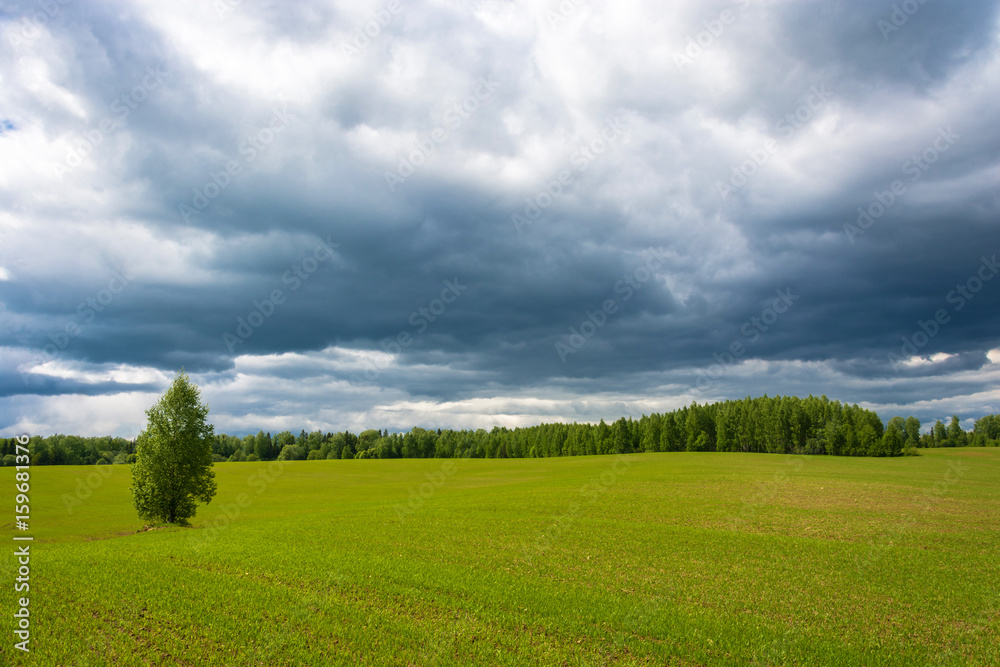 Green shoots in the large field. Green shoots in the large field.