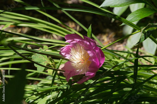 herbary garden in summer