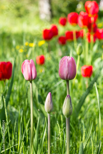 Beautiful tulip flower and green leaf background