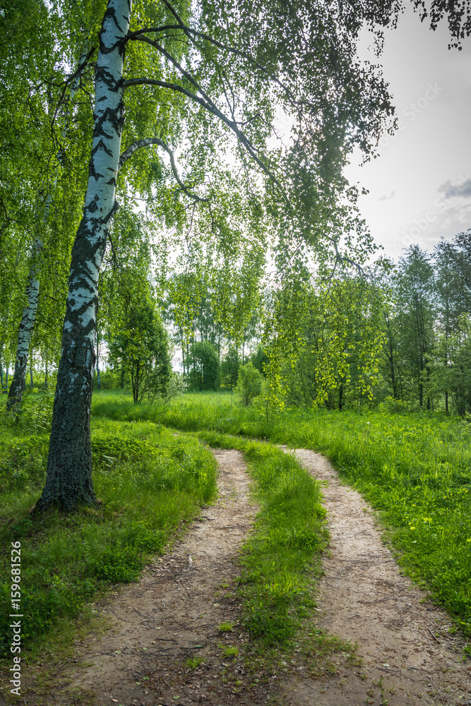 Fototapeta premium Forest road on the edge of a birch grove.