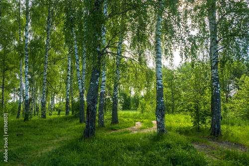 In the birch grove on a summer day.