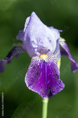 Fototapeta Naklejka Na Ścianę i Meble -  Raindrops on a flower of iris
