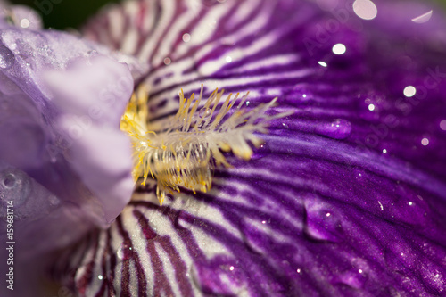 Fototapeta Naklejka Na Ścianę i Meble -  Raindrops on a flower of iris
