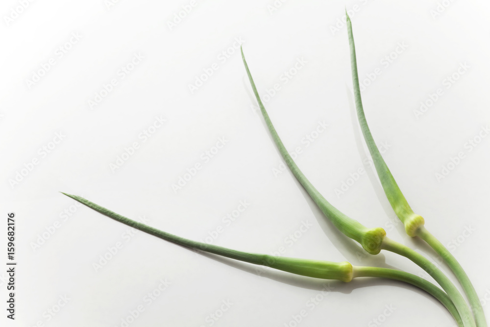 ニンニクの芽 ニンニクの芽