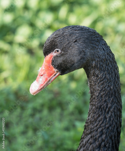 Head of a black swan