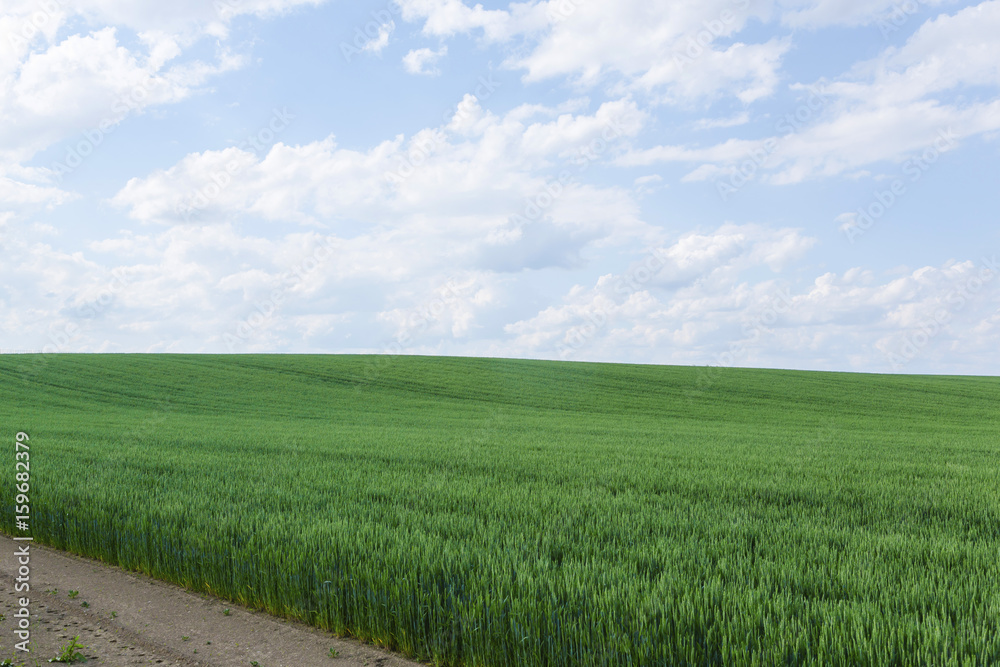 北海道　夏の麦畑　Hokkaido summer wheat field