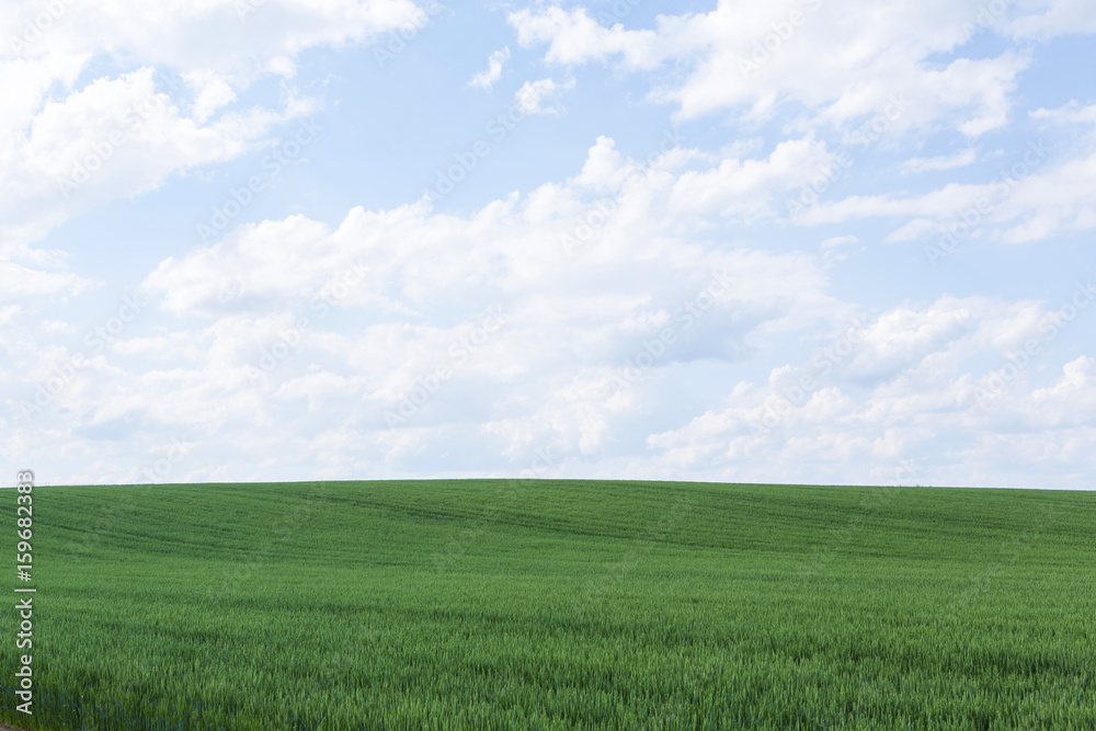 北海道　夏の麦畑　Hokkaido summer wheat field