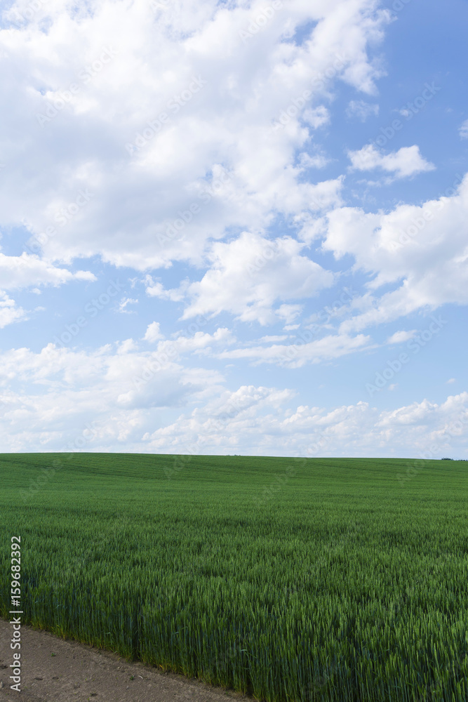 北海道　夏の麦畑　Hokkaido summer wheat field