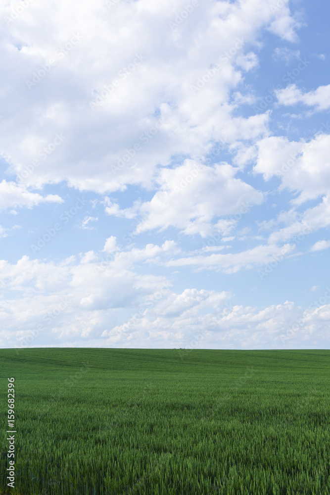 北海道　夏の麦畑　Hokkaido summer wheat field