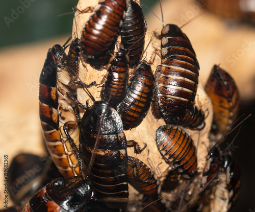 Madagascar cockroaches © studybos