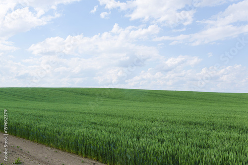                            Hokkaido summer wheat field